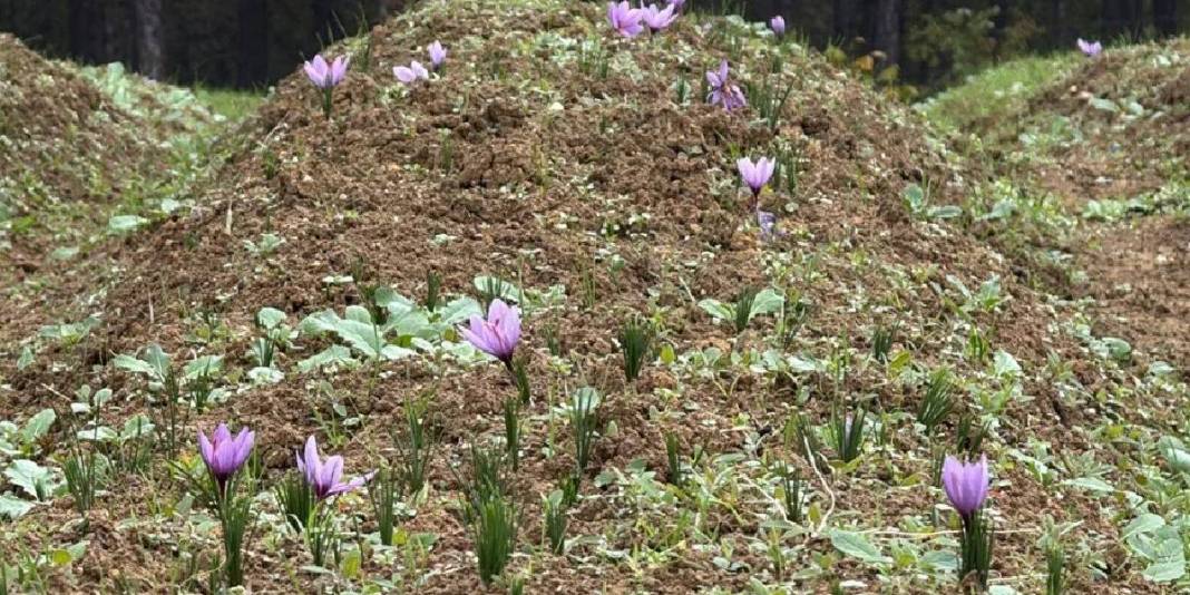 Bu ürün için yurt dışından bile akın ediyorlar! Hasat eden kazancını katlıyor: Kilosu 600.000 TL ediyor 2